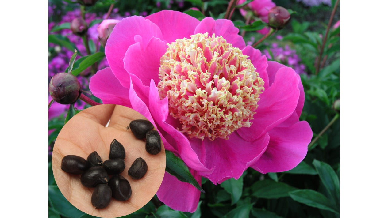 Non GMO Paeonia Suffruticosa seeds