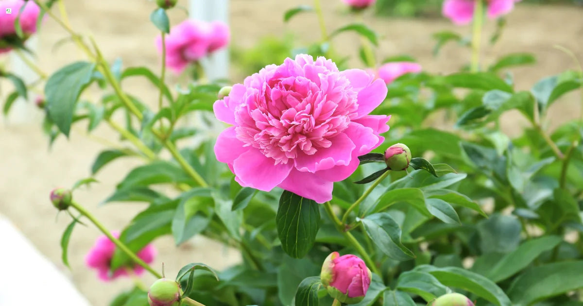 Ornamental Paeonia Suffruticosa seeds for landscapes