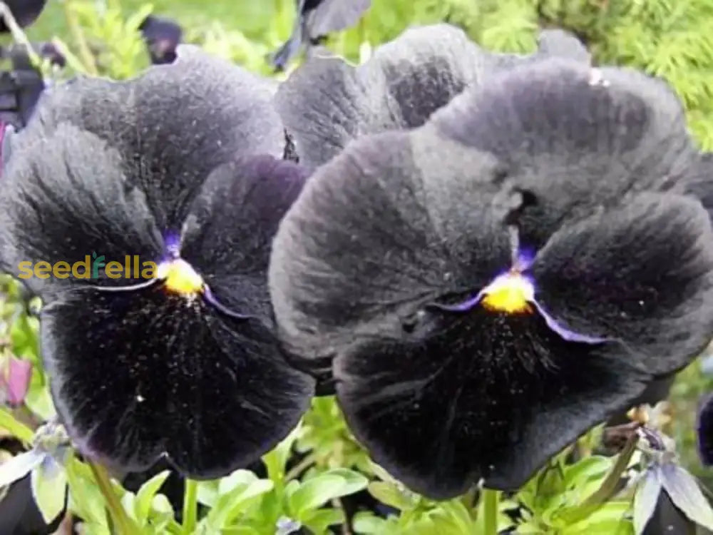 Black pansy flowering seeds for gardens