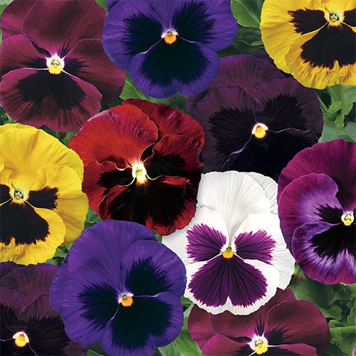 Pansy Flower Seeds: Vibrant Blooms For Enchanting Gardens And Colorful Planting Displays