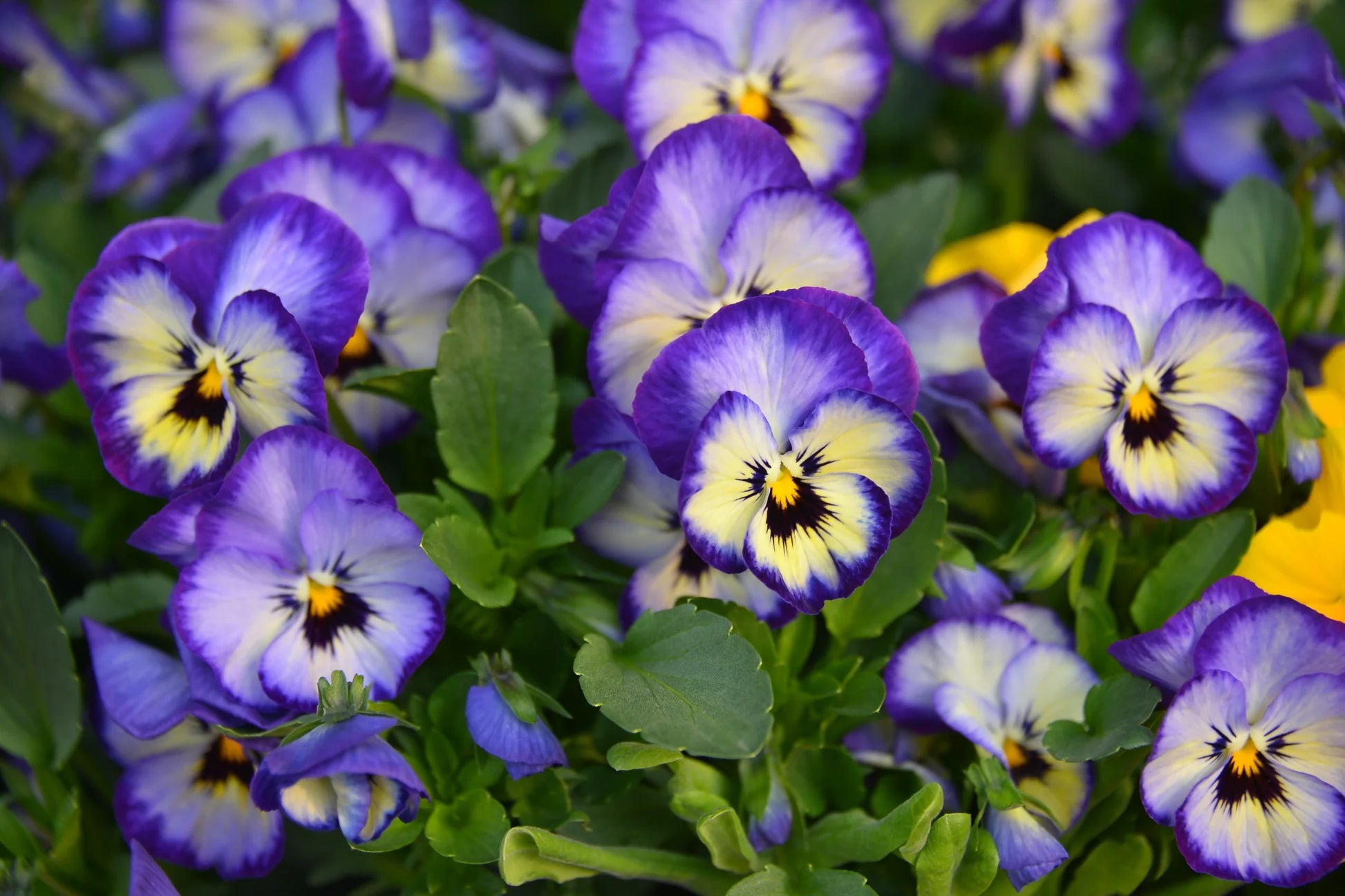 Blue and yellow pansy flowering seeds for gardens