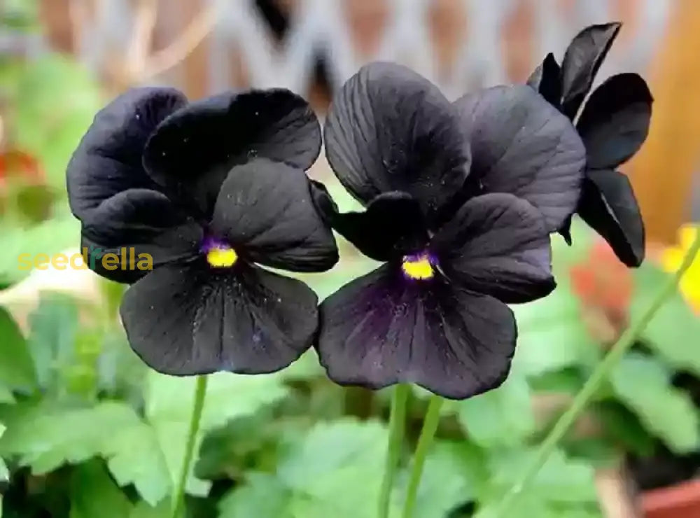 Non GMO black pansy seeds