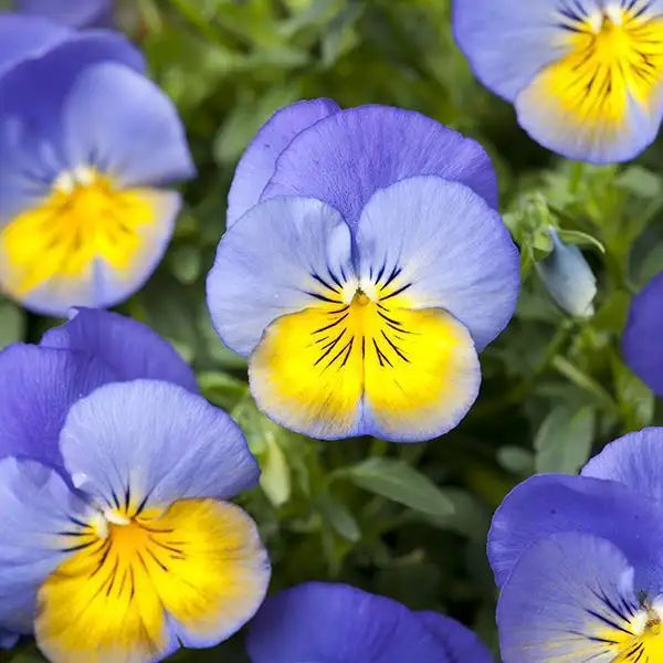 Non GMO blue and yellow pansy seeds