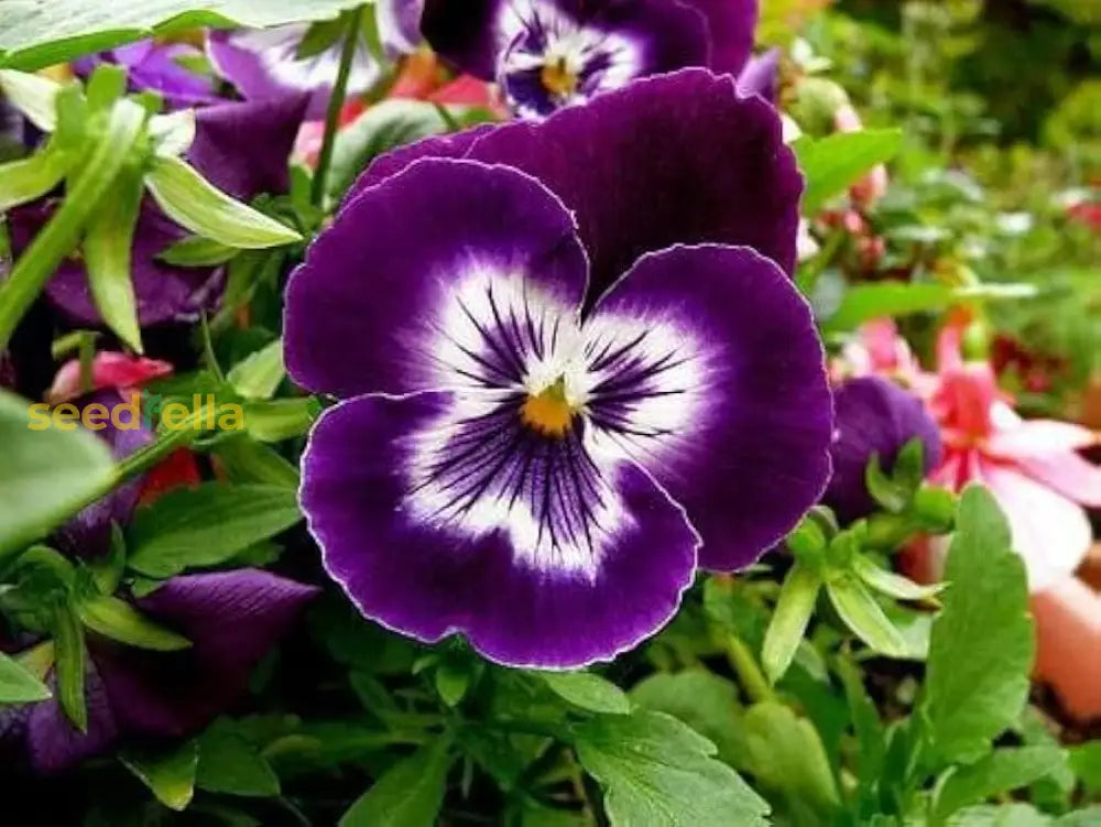 Blue and yellow pansy seeds for planting