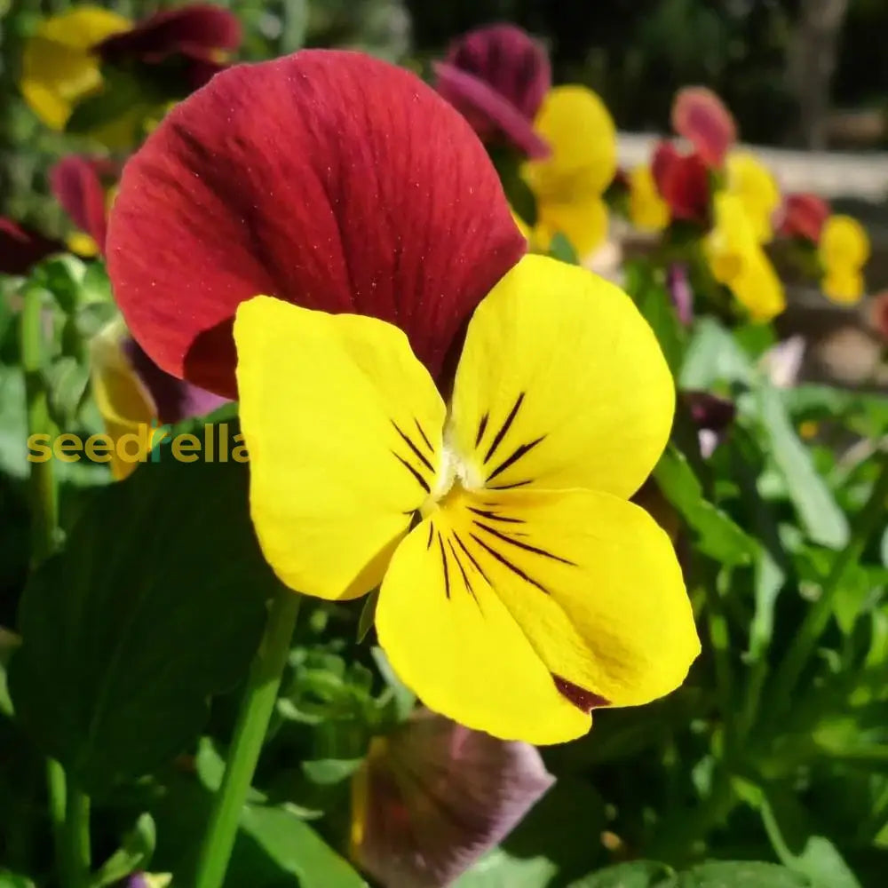 Swiss mixed pansy flowering seeds for gardens