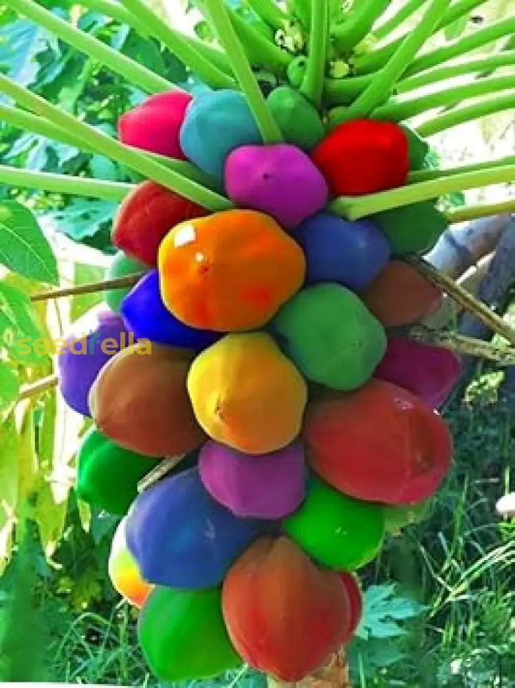 Plant Papaya Seeds for a vibrant, sweet fruit garden.