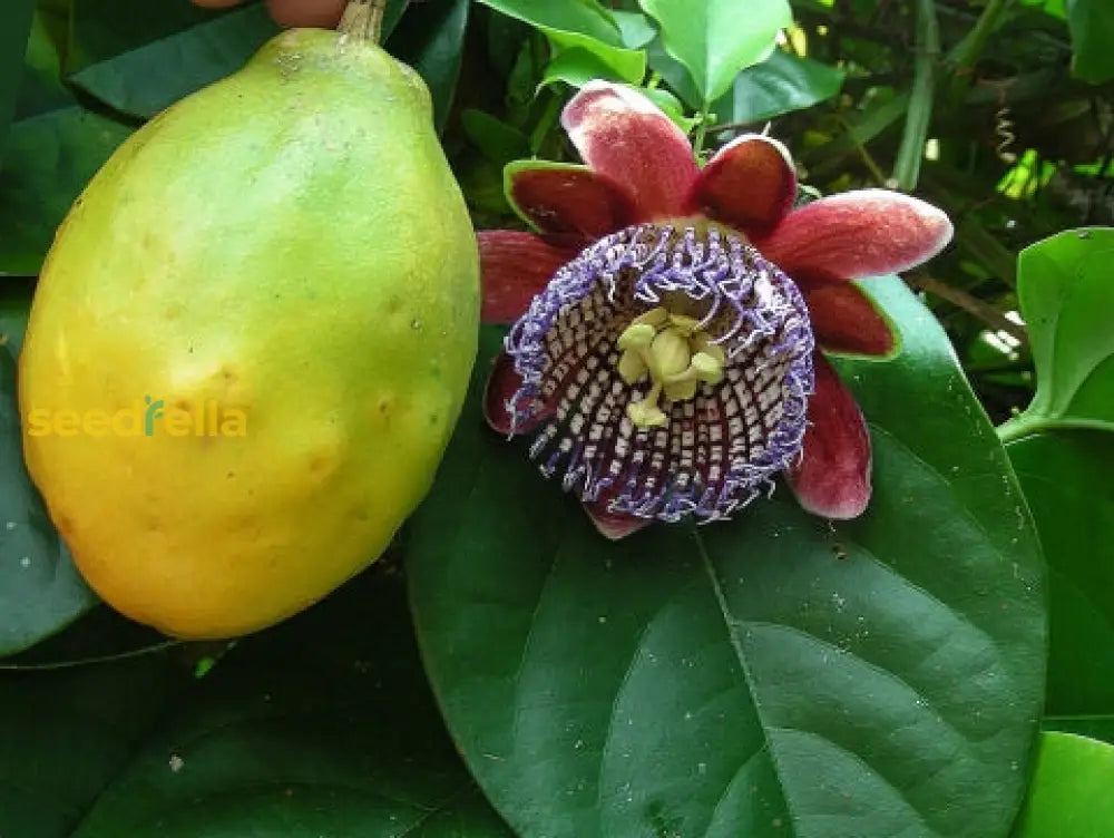 Passiflora Alata Fruit Seeds for planting and growing exotic passion fruit.