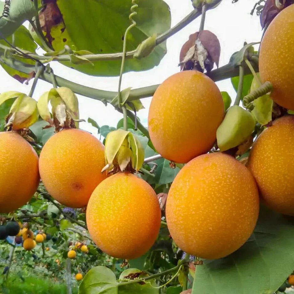 Orange Passion Fruit Seeds For Planting - Grow Exotic Passiflora Edulis