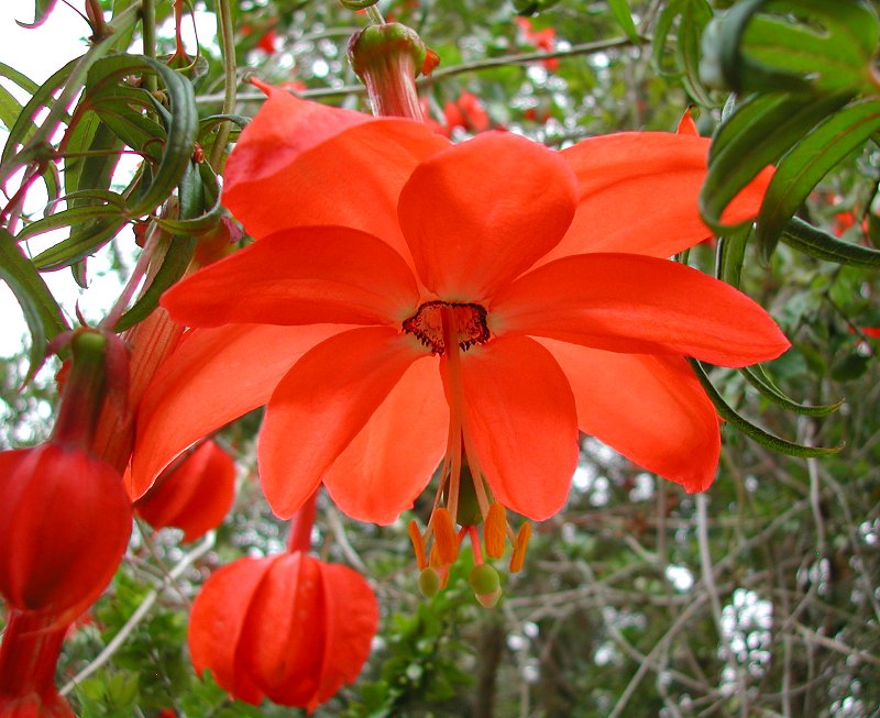 Passiflora (Passiflora Parritae) seeds for planting in home garden