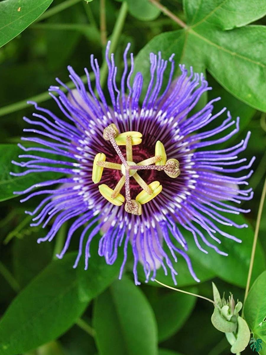 Passion Flower Seeds - Violet Blooms For Garden Planting