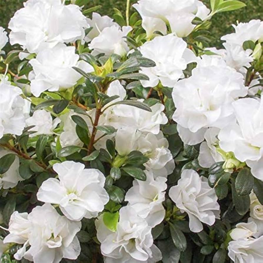 Peaceful White Azalea Plants for Garden