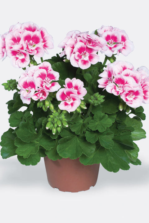 Geranium Flower Seeds For Planting White Light Pink