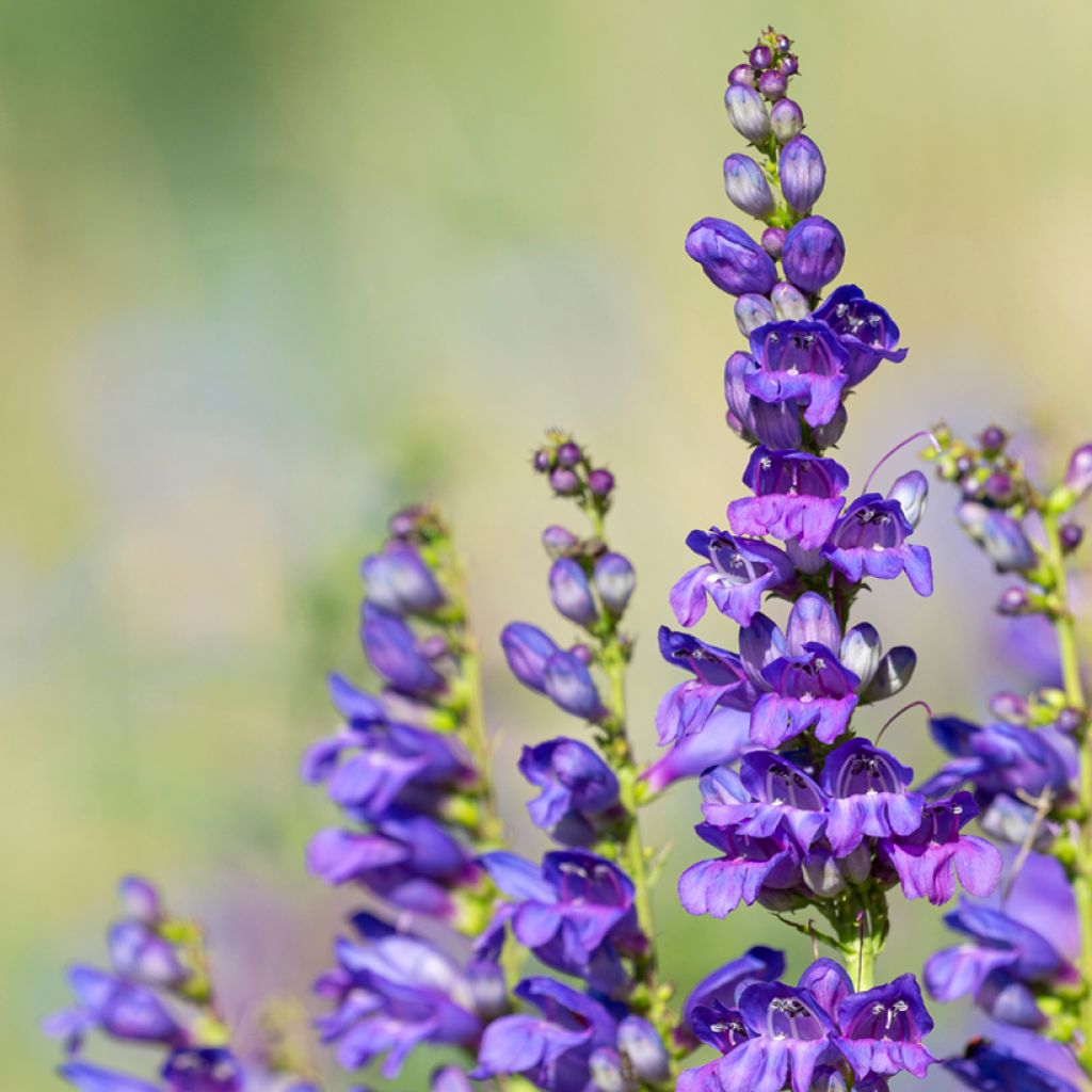 Blue Penstemon Strictus Flower Seeds For Planting