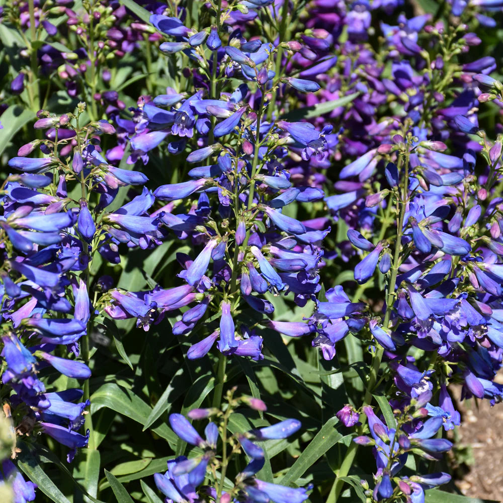 Blue Penstemon Barbatus flowering seeds for gardens