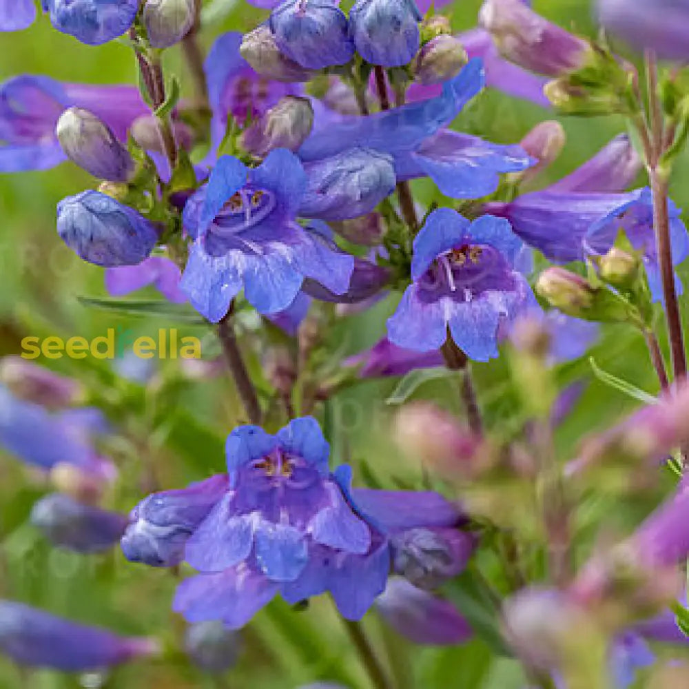 Non GMO Blue Penstemon Barbatus seeds
