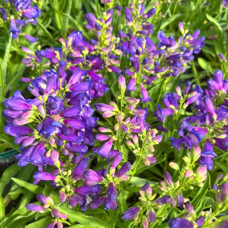 Ornamental Blue Penstemon Barbatus seeds for landscapes
