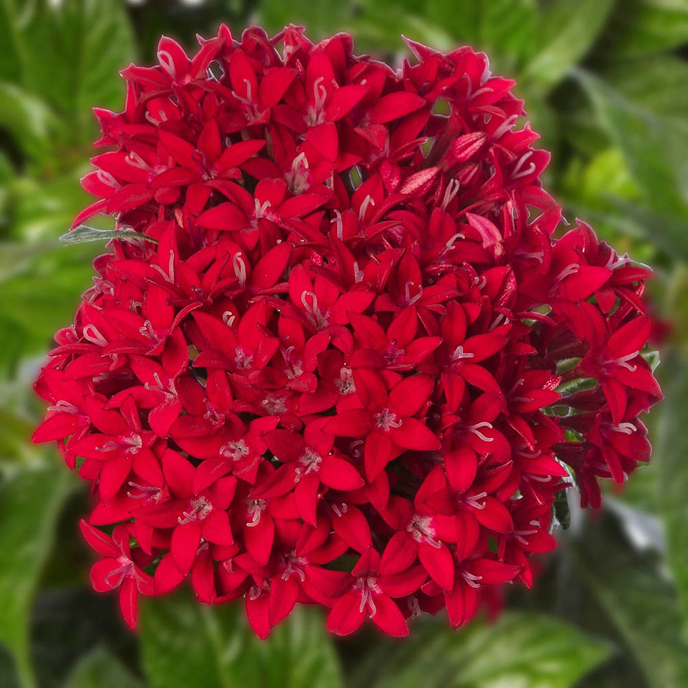 High germination Red Pentas seeds