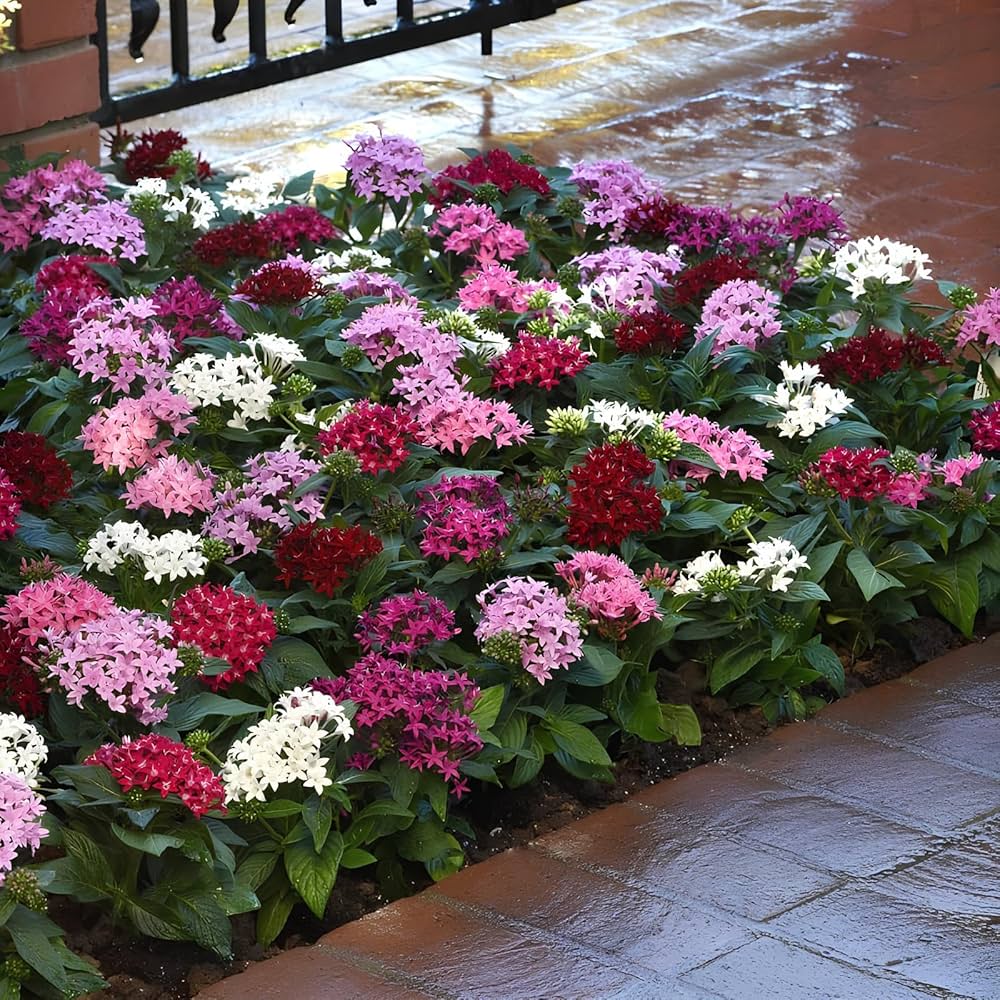 Mixed star Pentas flowering seeds for gardens