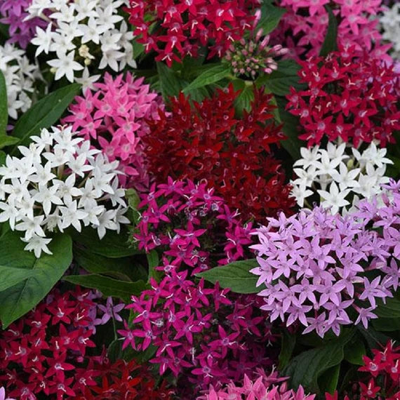 Ornamental mixed Pentas seeds for landscapes