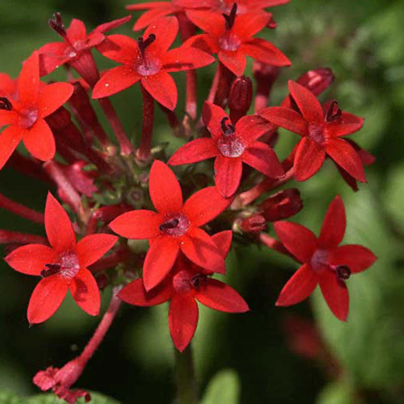 Red Pentas flowering seeds for gardens