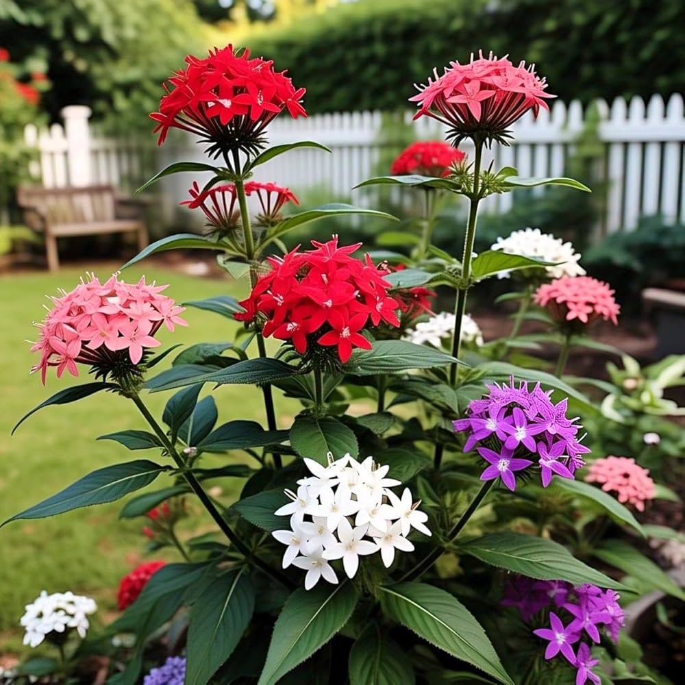 Mixed star Pentas seeds for planting