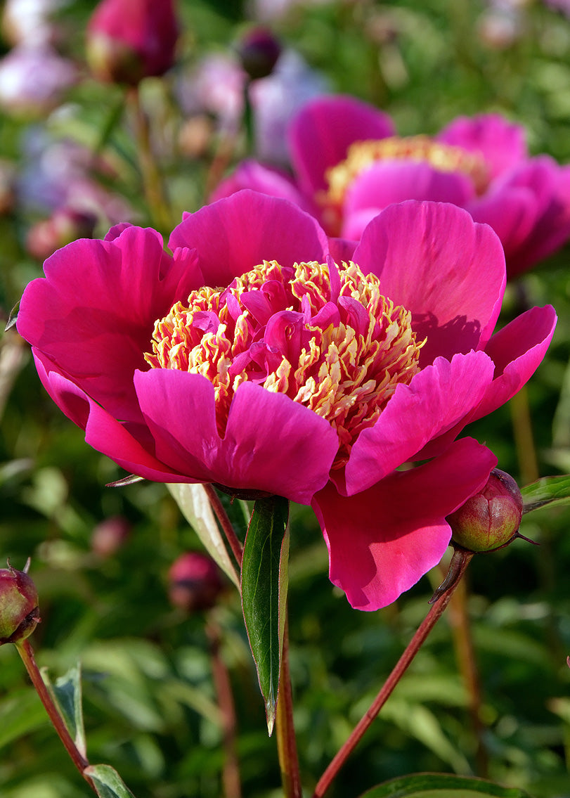 Walter Mains Flower Seeds For Planting - Add Vibrant Pink & Yellow Blooms To Your Garden