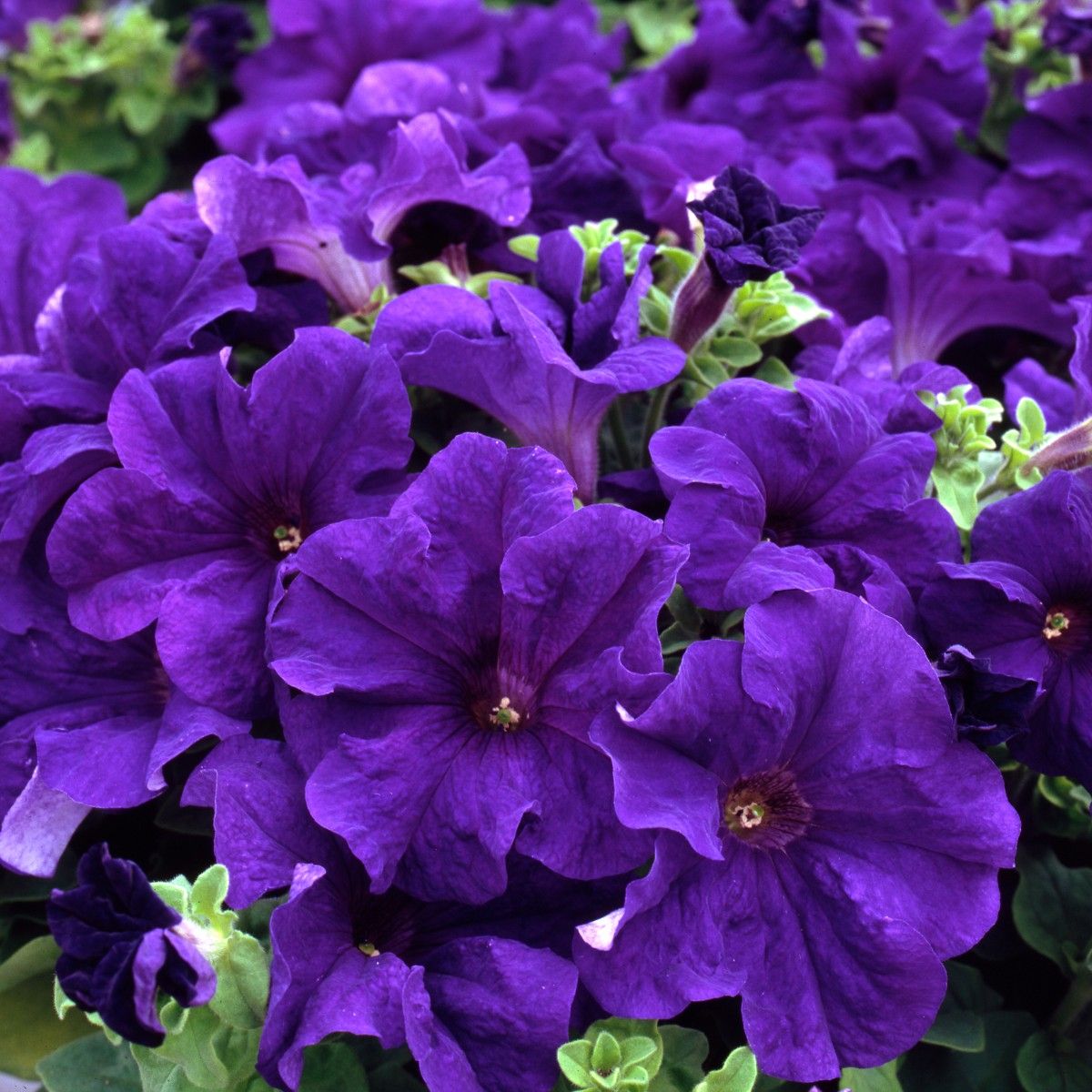 Blue Petunia flowering seeds for gardens