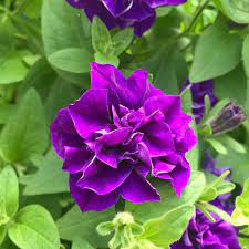 Double Violet Petunia flowering seeds for gardens