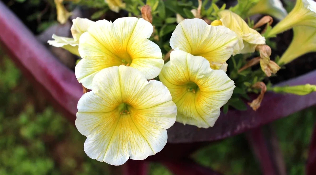 Petunia Flower Seeds White & Yellow For Striking Planting