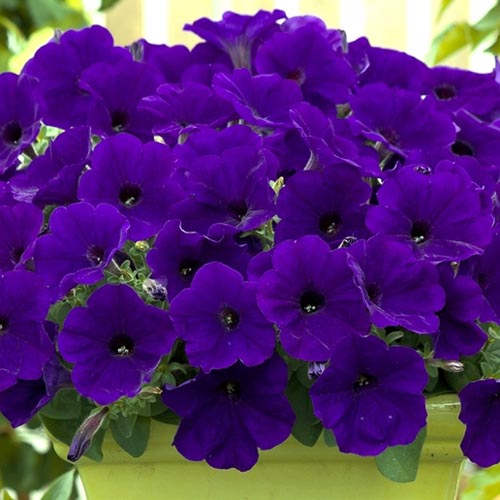 Non GMO Blue Petunia seeds