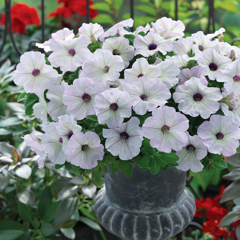 Non GMO silver petunia seeds