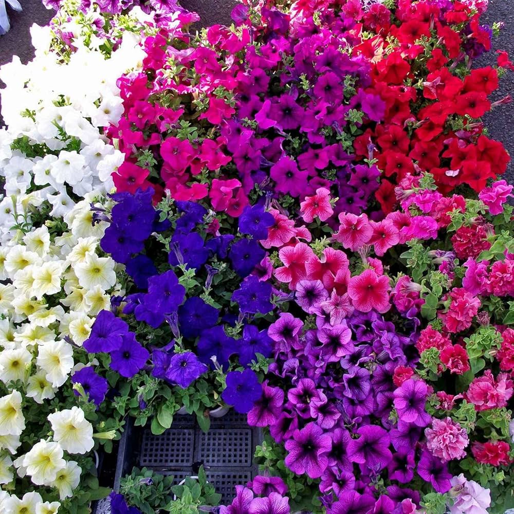 Non GMO mixed white Petunia seeds