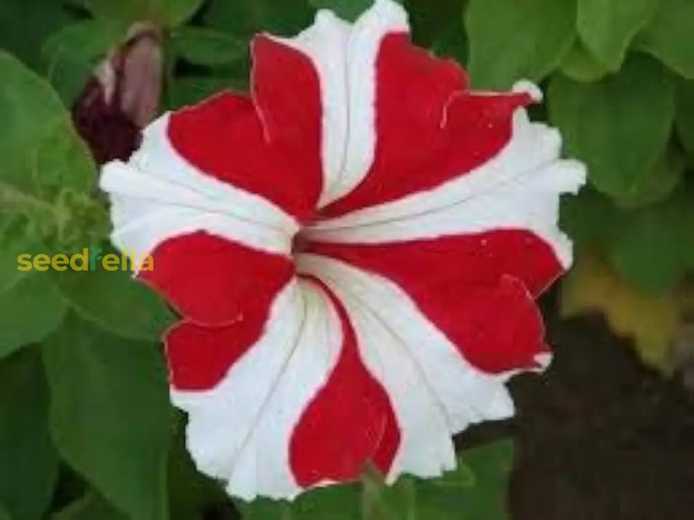 Non GMO white and red petunia seeds