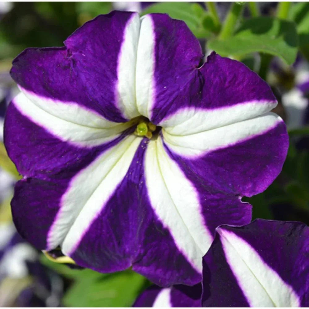 Petunia Flower Seeds For Planting White Violet-Perfect Vibrant And Unique Setting