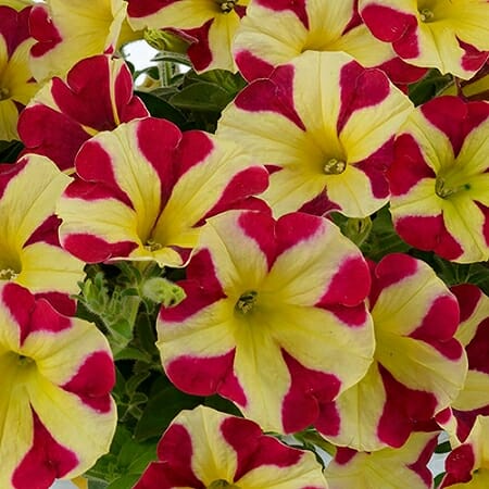 Transform Your Garden With Red And Yellow Petunia Flower Seeds For Vibrant Planting Displays