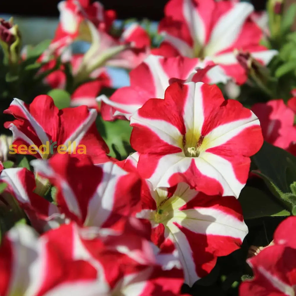 White and red petunia seeds for planting