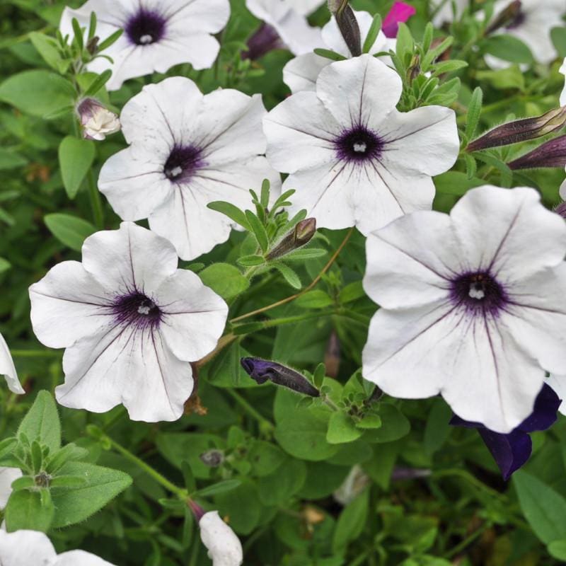 Silver petunia flowering seeds for gardens