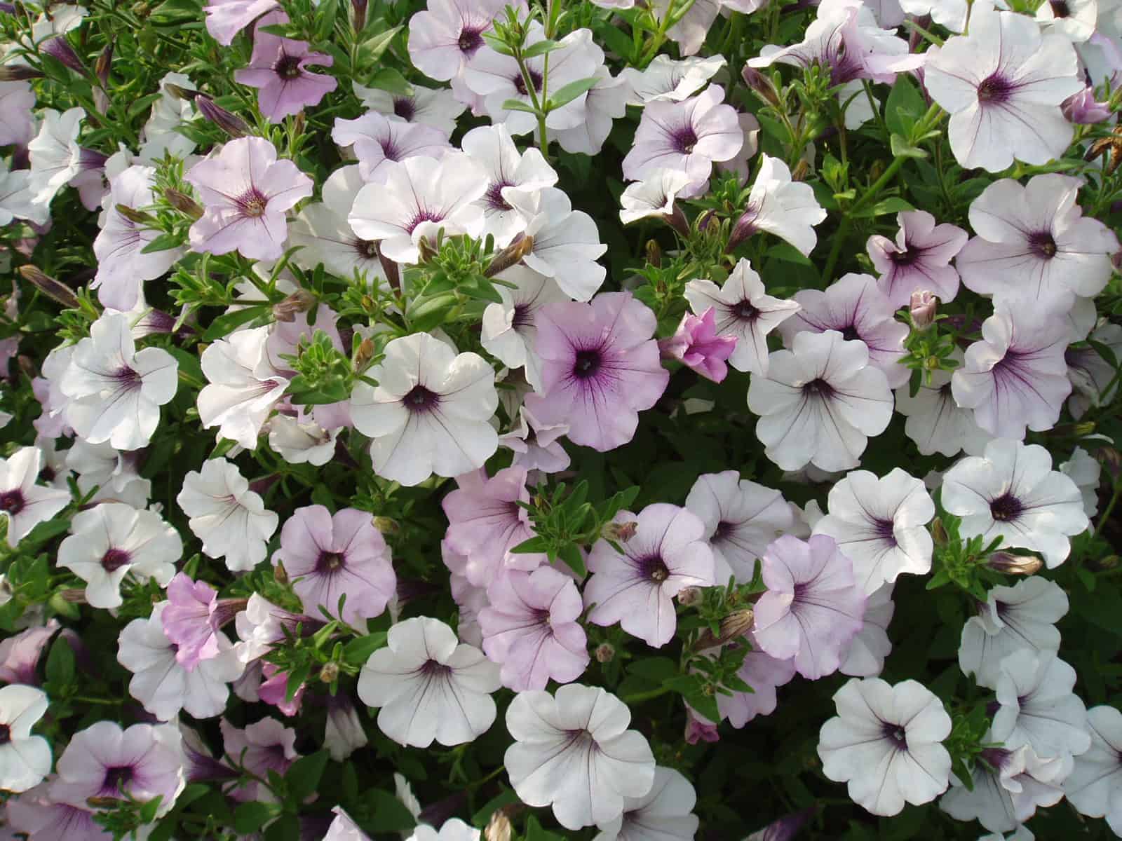 Ornamental silver petunia seeds for landscapes