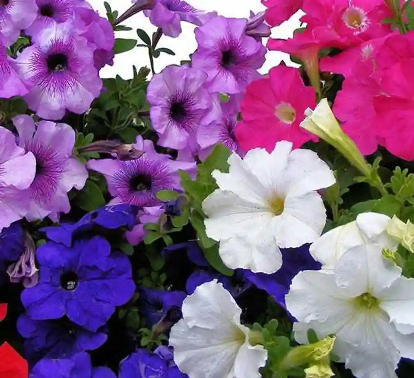 Mixed white Petunia garden seeds for outdoor planting