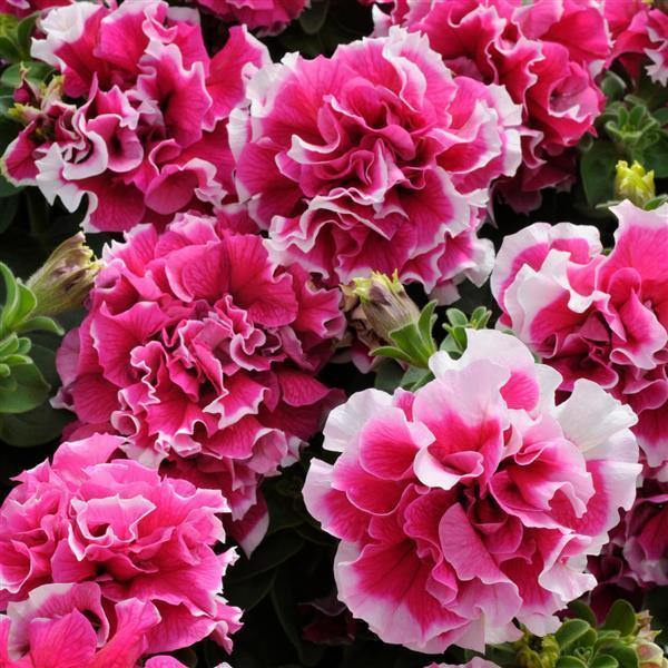 Petunia Double GF Pirouette Rose Flower seeds for Planting Compact Growth Heirloom & GMO Free Seeds for Home Garden 
 
 Sale for planting in home garden