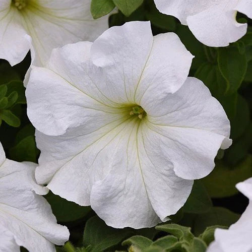 Classic White Petunia Flower Seeds For Elegant & Timeless Planting