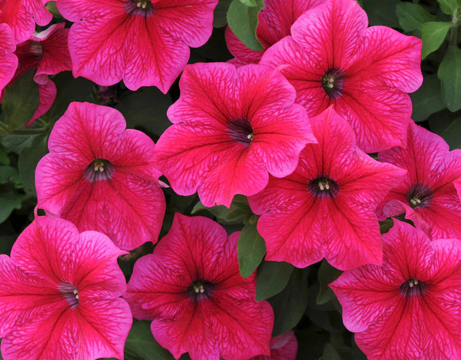 Pink Oblique Petunia Flower Seeds For Easy Planting