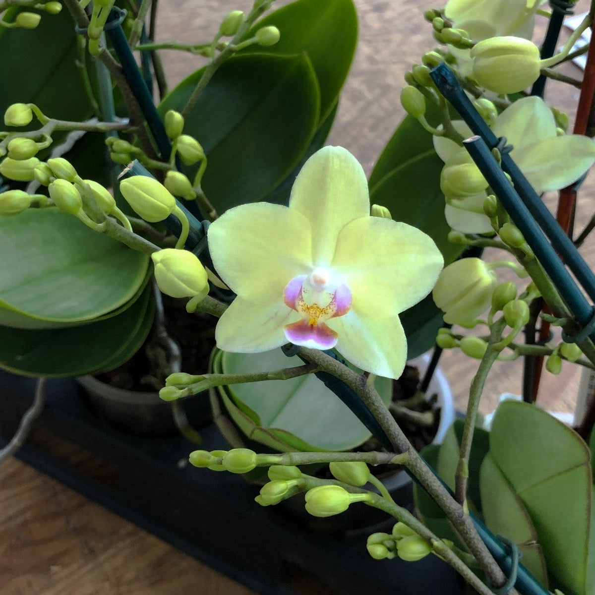 Green Pink Phalaenopsis Orchid Flower seeds for Planting Drought Tolerant Heirloom & GMO Free Seeds for Home Garden 
 
 Sale seeds for home garden planting