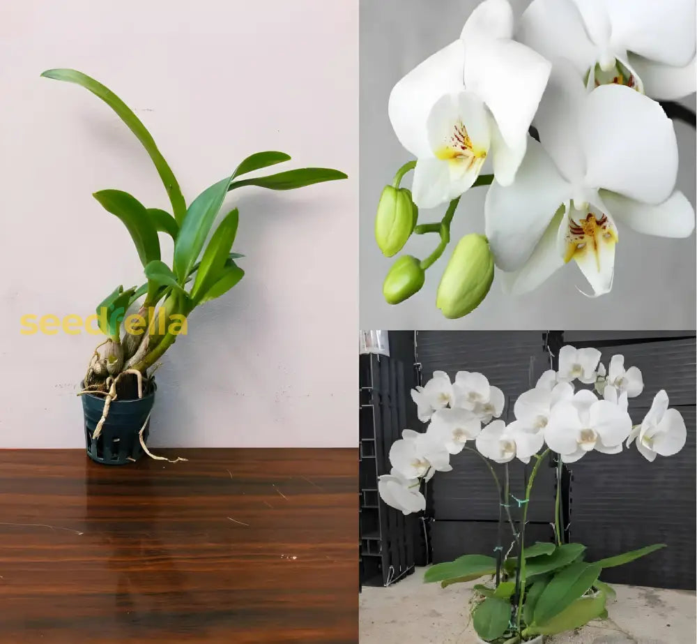 Mixed Phalaenopsis flowering seeds for decorative gardens