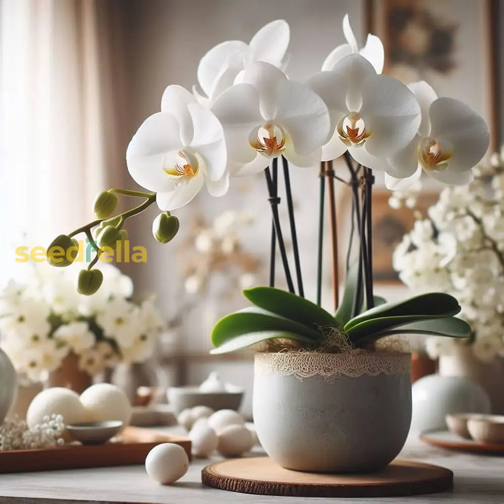 Non GMO mixed Phalaenopsis seeds