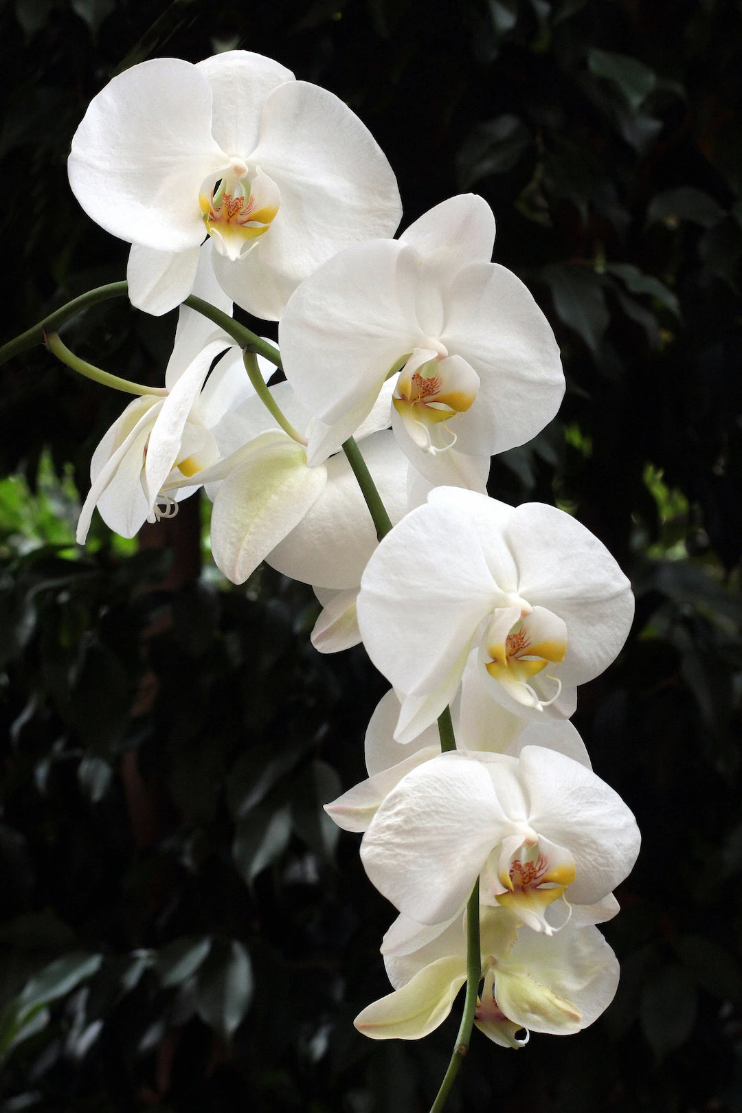 Non GMO White Phalaenopsis orchid seeds