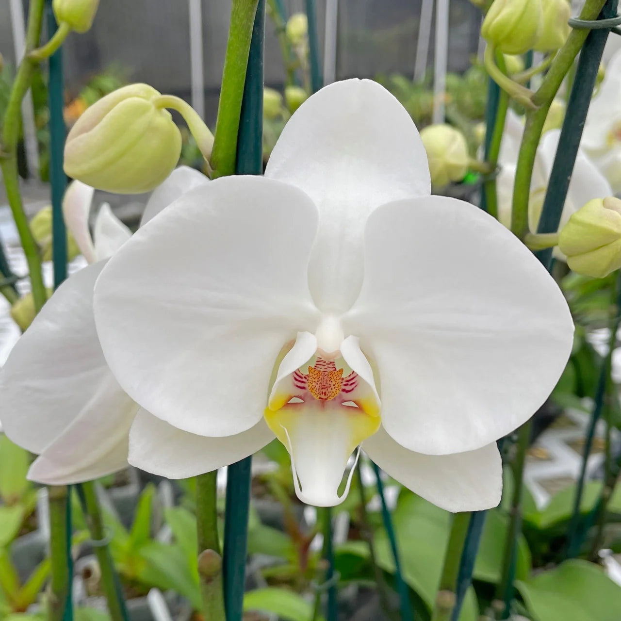 Ornamental White Phalaenopsis seeds for home and garden décor