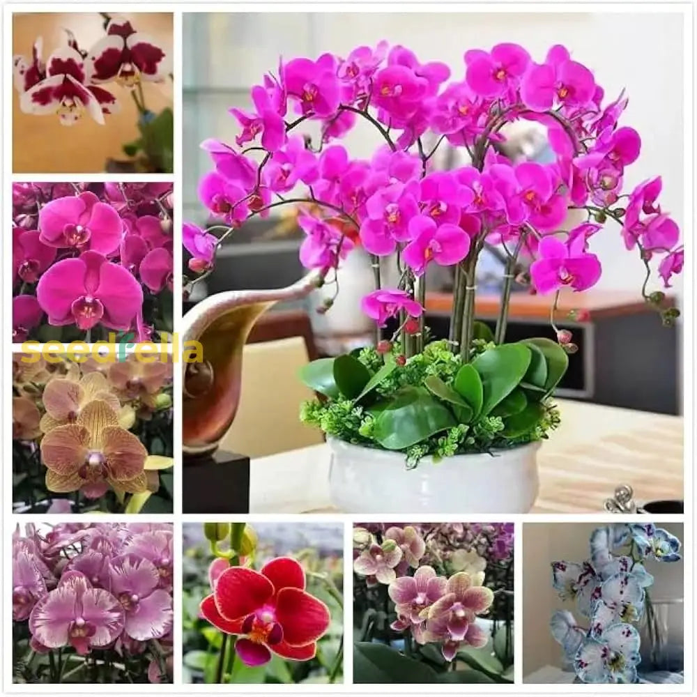 Mixed Phalaenopsis orchid seeds for planting