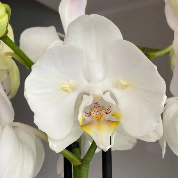 White Phalaenopsis orchid seeds for planting