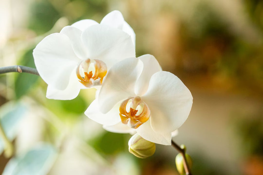 White Phalaenopsis flowering seeds for elegant orchid blooms